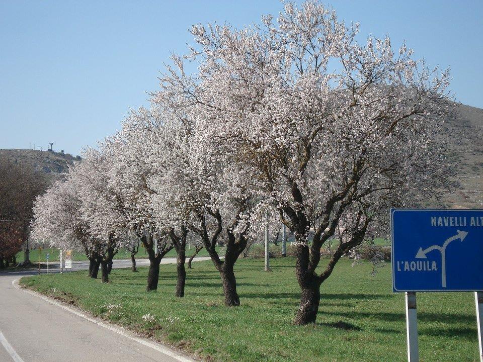 Mandorli in fiore a Navelli