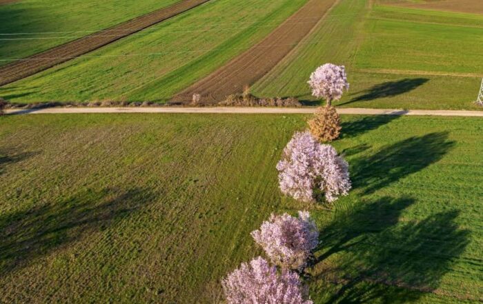 Veduta aerea di Navelli coi mandorli in fiore