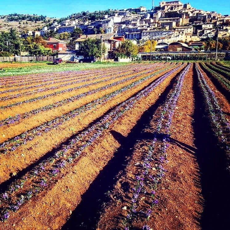 Piantagione di zafferano con Navelli sullo sfondo