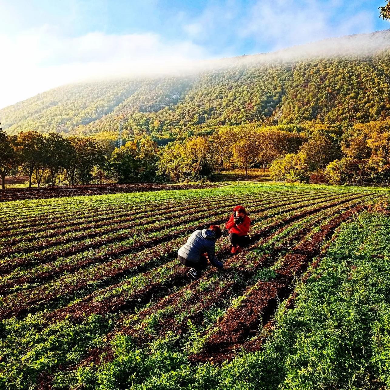 Campo di zafferano: messa a dimora dei bulbi