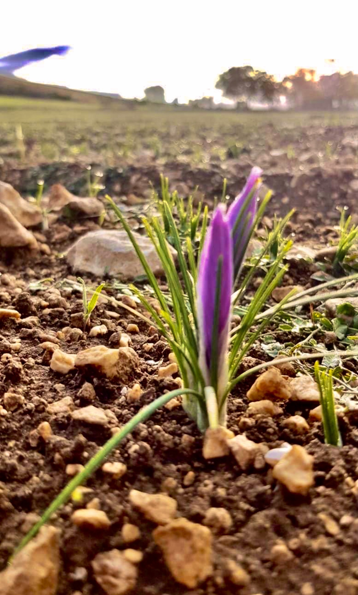 Fiore di Crocus Sativus (zafferano)