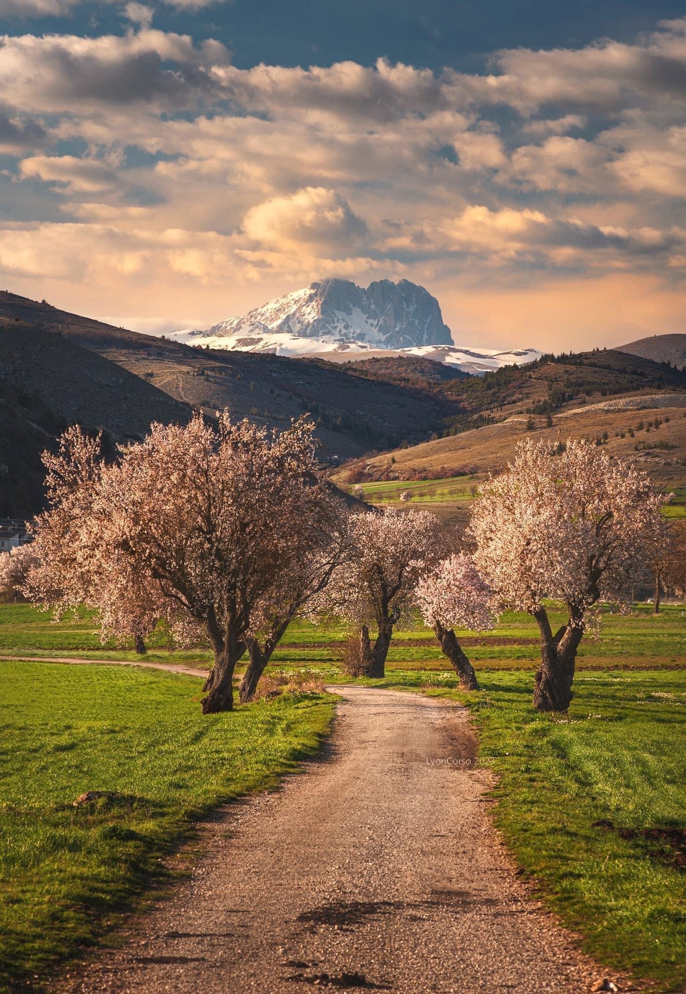 mandorli in fiore, i campi di grano e il nostro Gran Sasso